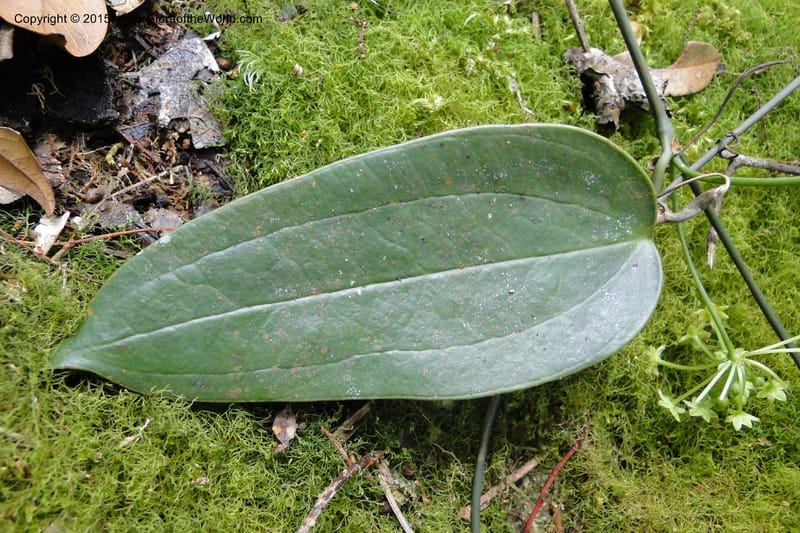 Smilax, Regalado 1897--Viet Nam. Hon Ba Nature Res. 12 May 2011. 223 (7).jpg