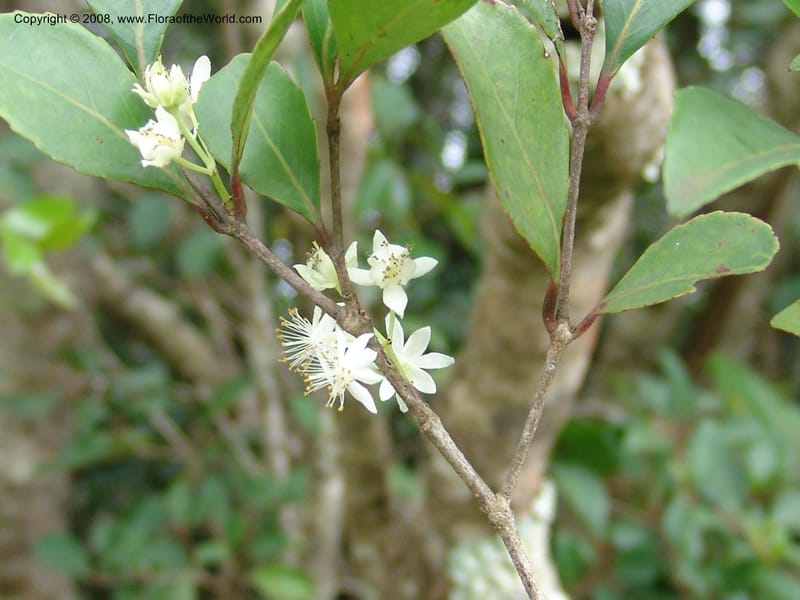 Pseudoscolopia polyantha--So.Africa. E. Cape. Umtamvuna Nat. Res. 11 Mch 05. 111.jpg