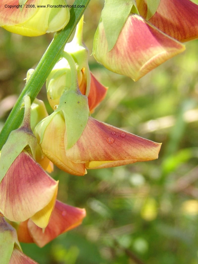 Crotalaria, GWalters1679--Gabon. Prov. Estuaire. Bambuchine, E of Libreville. 17 Apr 06. 007.jpg