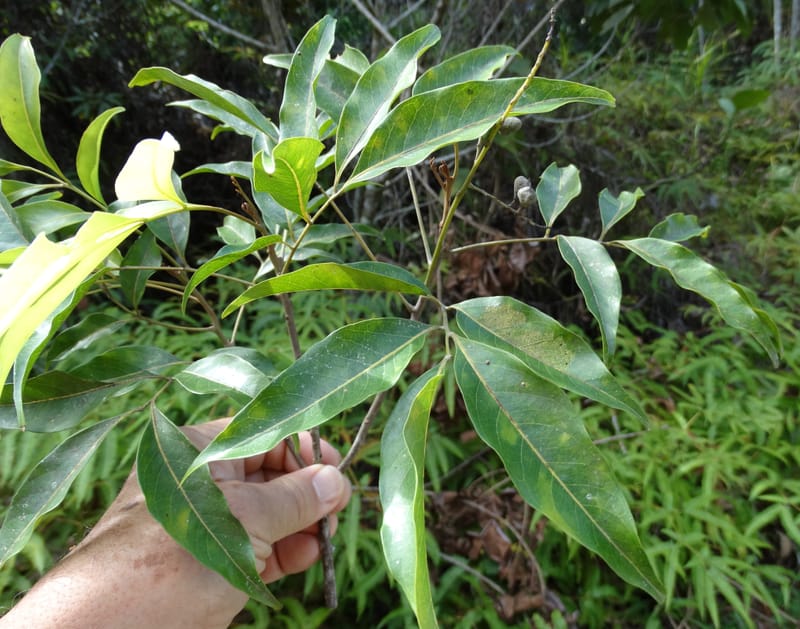 Arytera brackenridgei, Lowry, P 7334--Fiji. Vesidrua Vill. 5 Nov 2015. DSC09139 (15).JPG