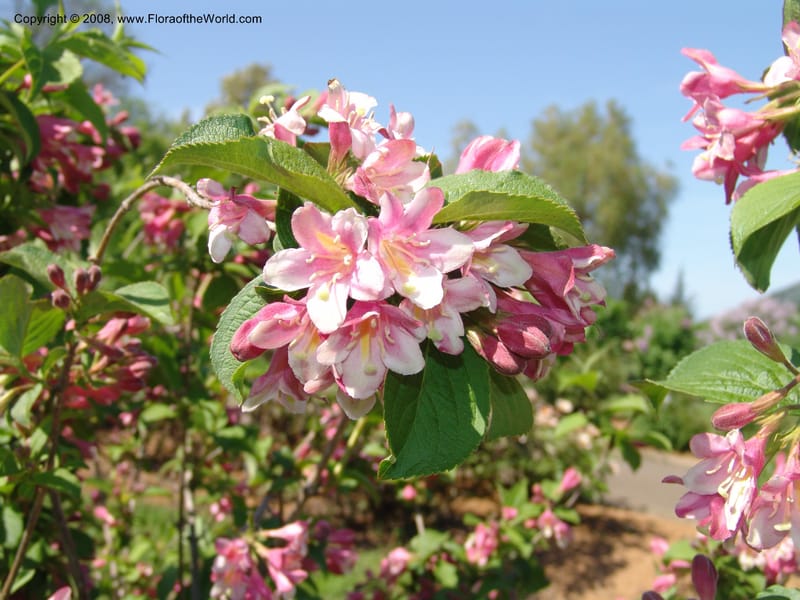 Weigela praecox--France. Nancy. Jard. Bot. Montet. 1 May 05. 077.jpg