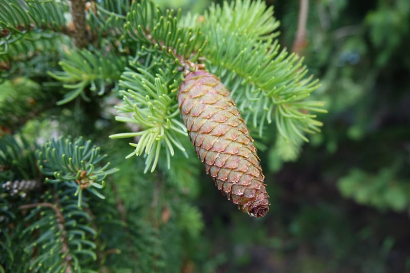 Picea abies, Not coll.--Switzerland. Col de Marchairuz. Simeon. 29 Jun 2016. DSC06067 (45).JPG
