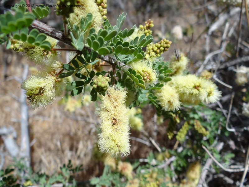 Acacia greggii, Davidson, C 11931--AZ. Yavapai Co. Crown King Rd. 7 May 2012.  (4).JPG
