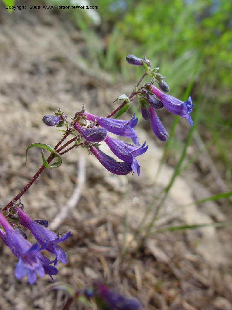 Penstemon albertinus, [CDavidson10988]--ID. Idaho Co. Ca. 30 mi N of McCall. 12 Jun 03. 039.jpg