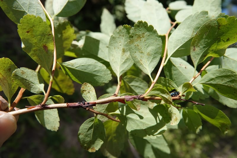 Spiraea lucida, C. Davidson 13833--ID. Shoshone Co. Freezeout Rd. FR 301. 10 Jul 2018. DSC06582 (65).JPG