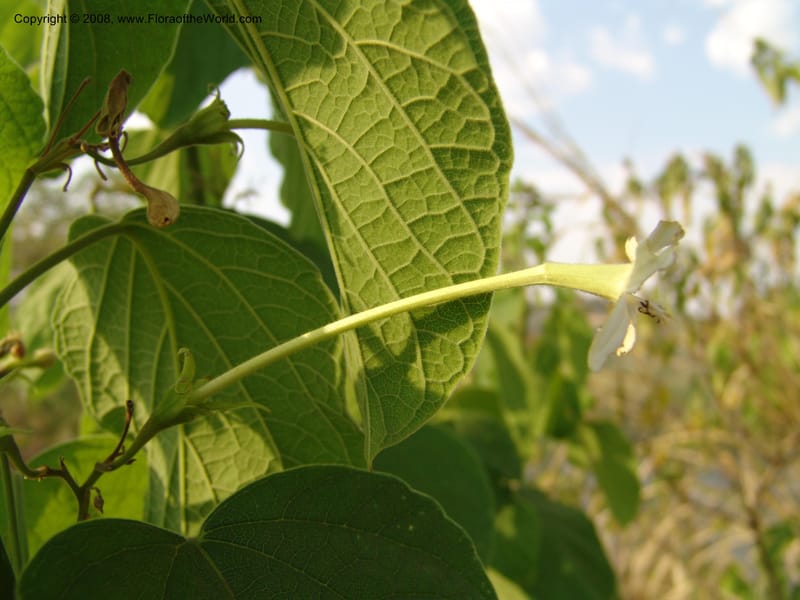 Clerodendrum--Uganda.  Crater Lakes region, Ndali lodge, S of Fort Portal. 4 Jul 04. 035.jpg