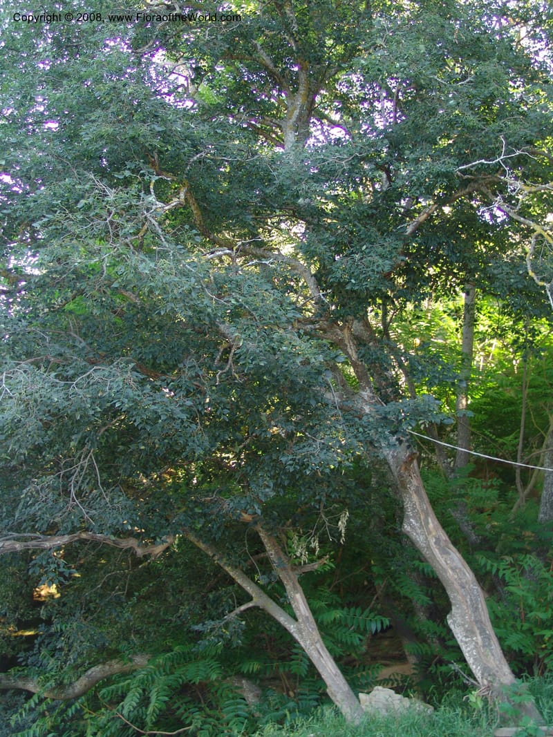 Celtis caucasica--Georgia. Gareji Monastery complex, Gareji Steppe. 9  Jun 05. 345.jpg