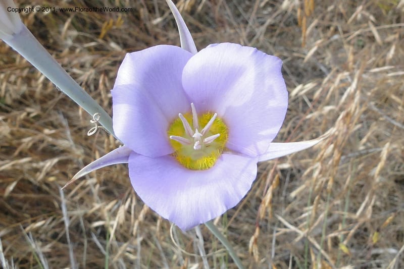 Calochortus macrocarpus, Davidson, C 11891--Idaho. Ada Co. Boise Foothills. 12 Jul 2011. 013 (5).jpg