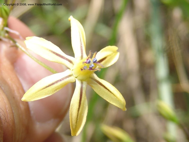 Triteleia  ixioides ssp anilina, CDavidson10913--CA. Yosemite Nat. Pk. Glacier Pt Rd.  27 Jun 06. 155.jpg