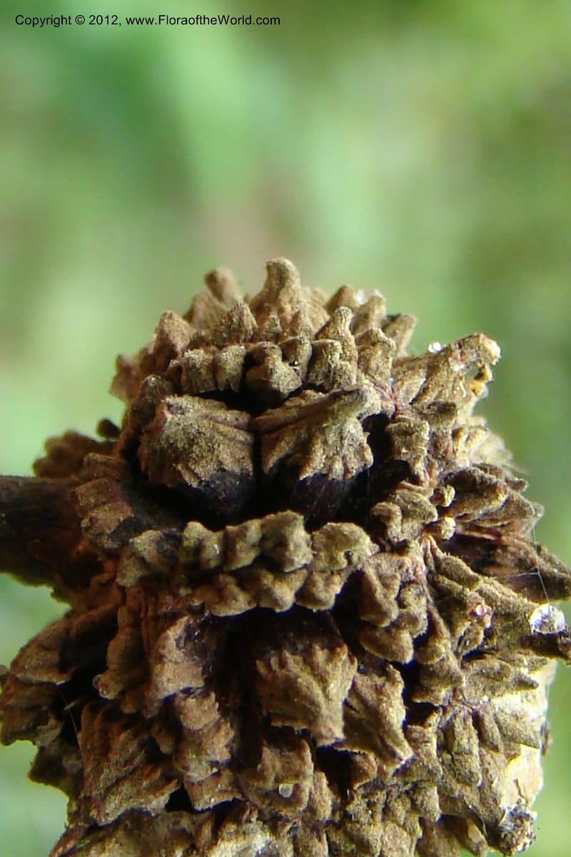 Altingia siamensis, Regalado 1662--Viet Nam. Hoang Lien Son. 7 Apr 09. 129 (23).jpg