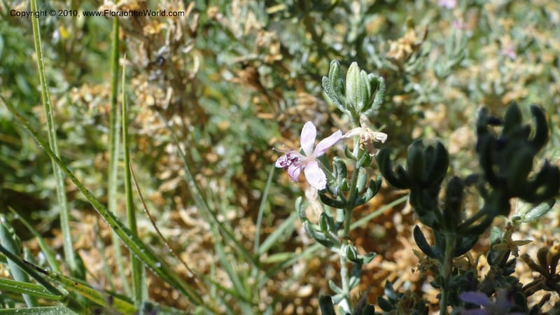 Frankenia salina, C. Davidson 11807--CA. Alameda Co. East Bay. 2 Sept 2010. 320 (45).jpg