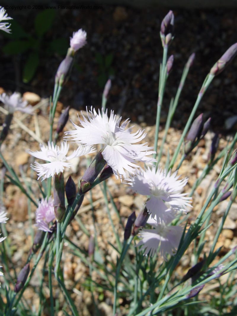 Dianthus anatolicus, 2001.0249--Spain. Barcelona Botanic Garden. 21 Apr 04. 039.jpg