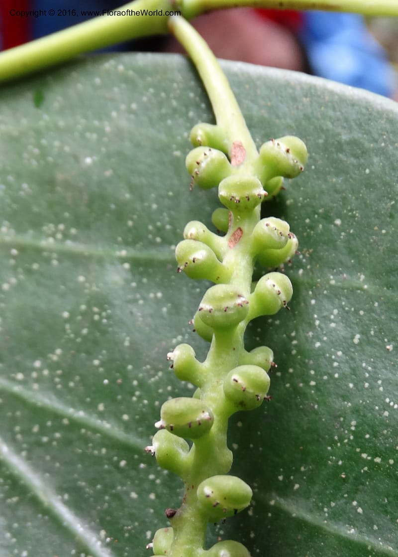 Piper, Davidson, C 12675--Sabah. Danum Valley. 4 Oct 2014. DSC01741 (244).JPG