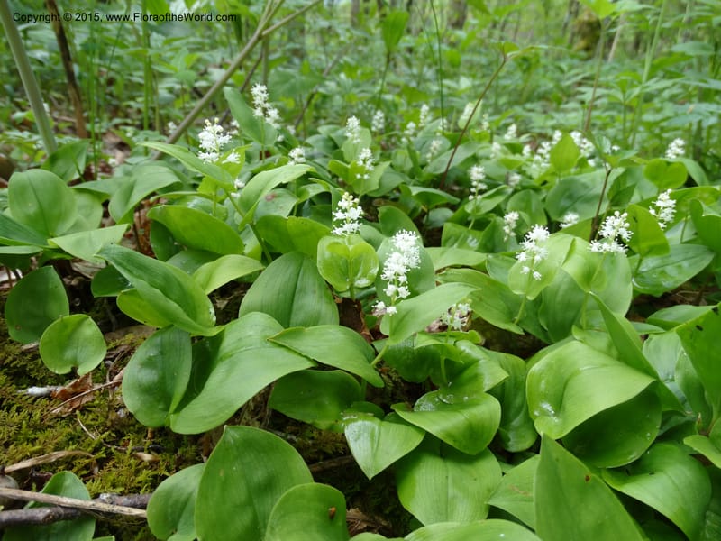 Maianthemum canadense, Davidson, C 13064--North Carolina. Haywood Co. Grassy Ridge Mine Overlook. 21 May 2015. DSC06988 (3).JPG