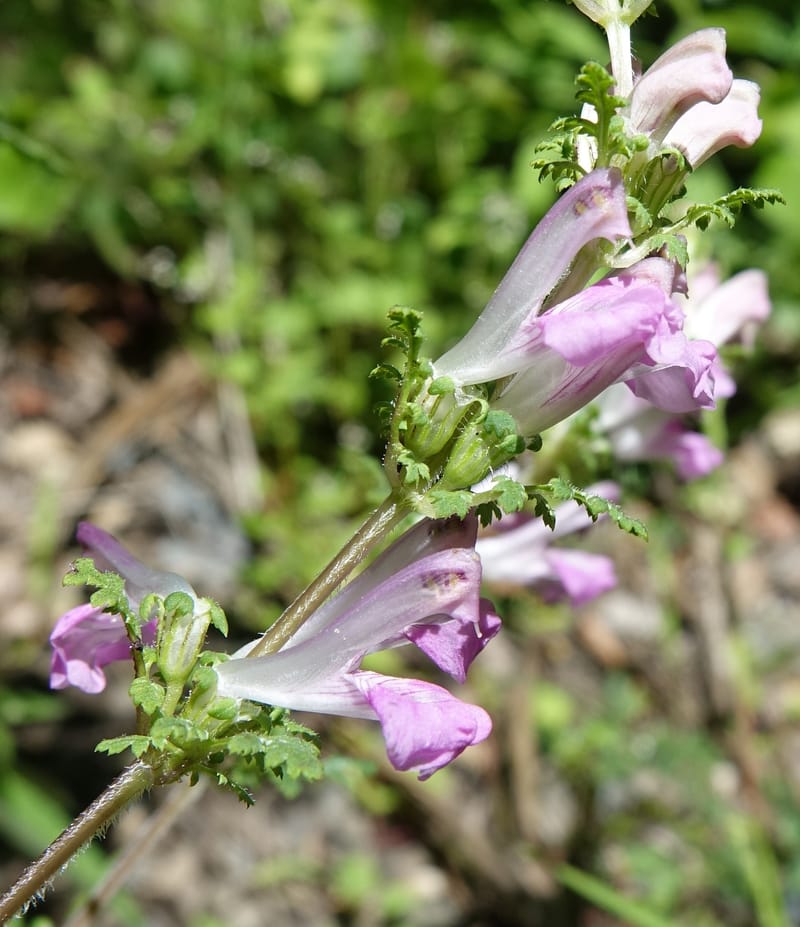 Pedicularis pseudomelampyriflora, C. Davidson 13757--China. Sichuan. Yibailingba-gou. 12 Aug 2017. DSC04660 (579).JPG