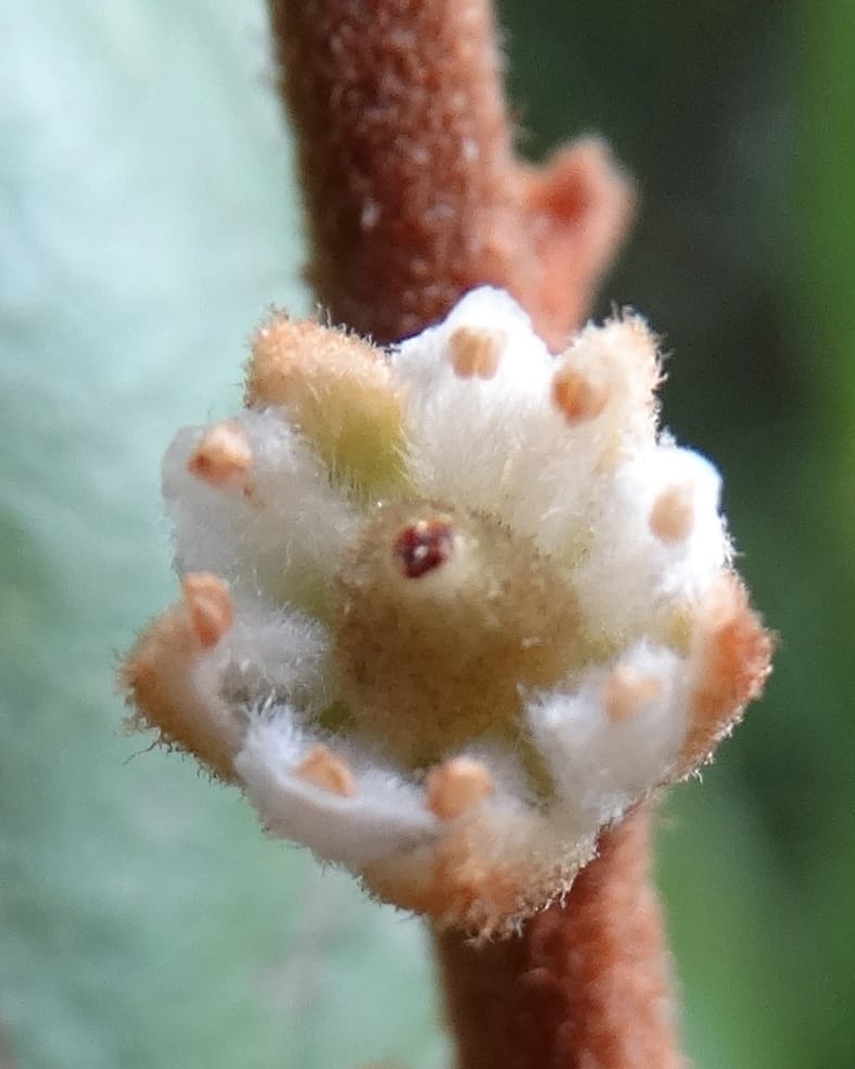 Storthocalyx sordidus, Callmander, M 1230--New Caledonia. Haute Robinson. 11 Nov. 2015. DSC00909 (89).JPG
