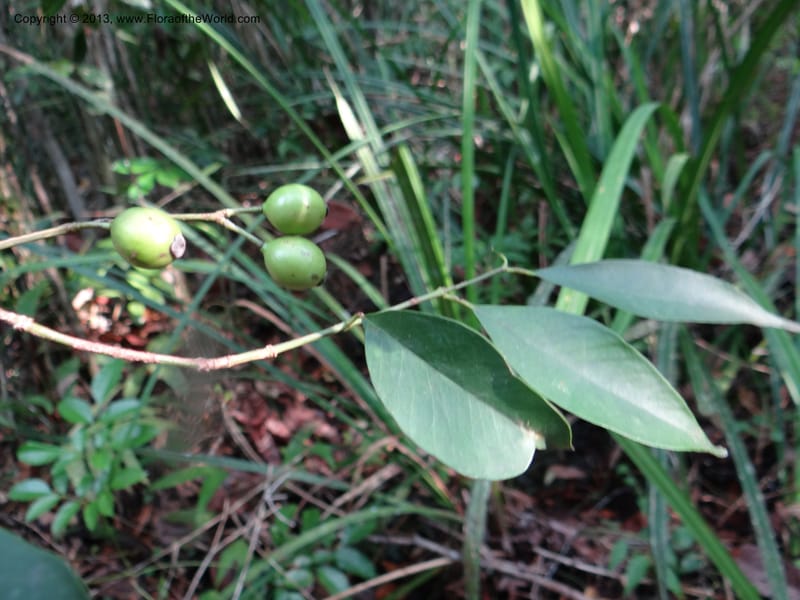 Garcinia, VC 5670--Thailand. Trang. Peninsula Bot. Gard. Thungkhai. 17 Nov 2012. DSC00231 (56).JPG
