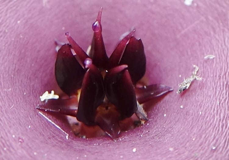Stapelia schinzii, not. coll.--Namibia. Hwy D2859. Odom 418. 30 March 2018. DSC04324 (241).JPG