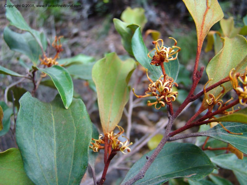 Stenocarpus, JMunzinger4682--N.Caled. RT 1, Avangui For., Hervrouet Cr. 12 Nov 07. 039.jpg