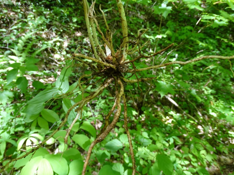 Uvularia grandiflora, Davidson, C 12986--North Carolina. Clay Co. Perry Gap Rd, Barnard's Cr. 13 May 2015. DSC04860 (149).JPG