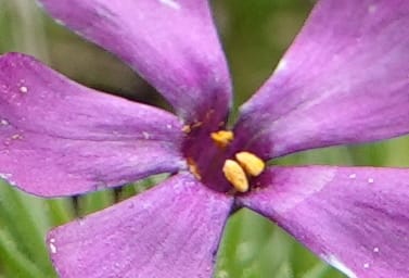 Phlox condensata, C. Davidson 13762--Oregon. Wallowa Co. Zumwalt.Trail Cr. Rd. 4 Jun 2018. DSC04078 (507).JPG