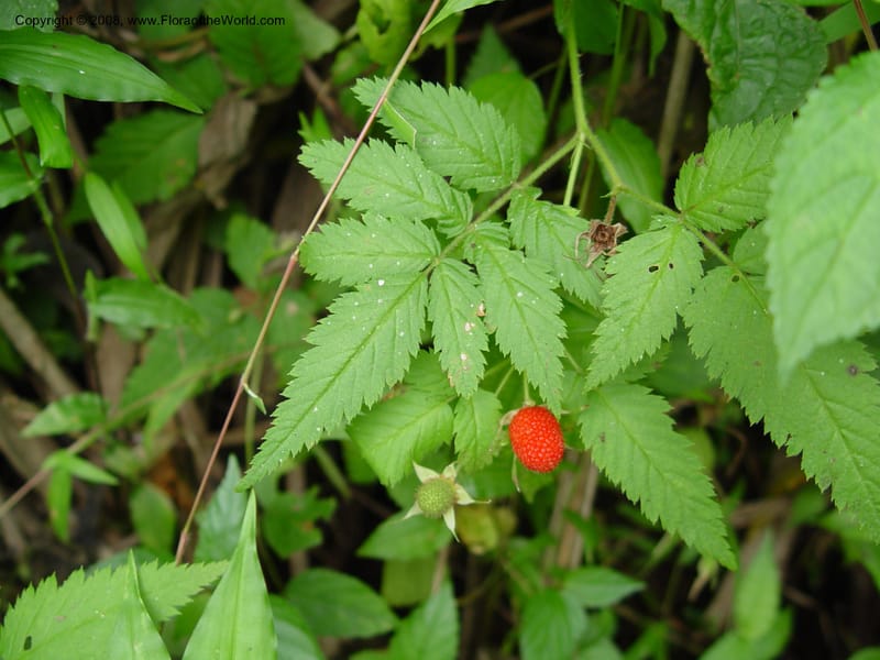 Rubus pinnatus--Cameroon. Mt. Cameroon. 5 Dec 03. 021.jpg