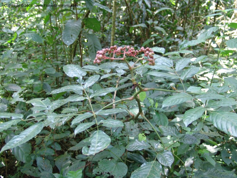 Leea guineensis--Kenya. Kakamega Forest. 8 Jul 04. 261.jpg