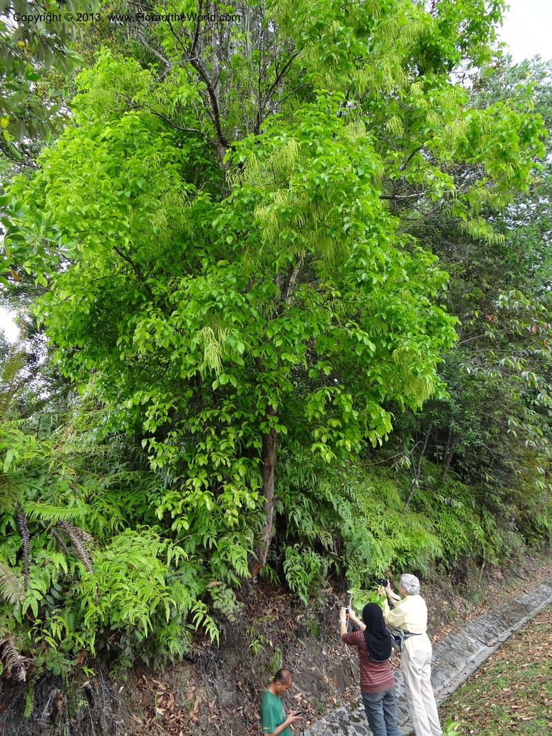 Crypteronia paniculata, SAN 153202--Malaysia. Sabah. Minang Kob, rd to Kinabalu N. P. 4 Apr 12. DSC06722 (55).JPG