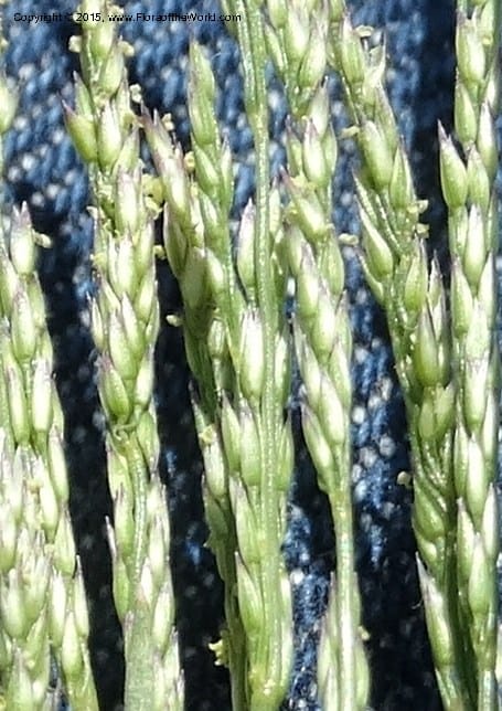 Sporobolus, Davidson, C 12579--Idaho. Valley Co. Lick Cr. Summit. 14 Jul 2014.  (116).JPG