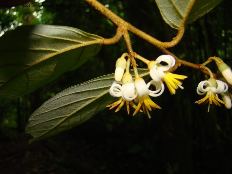 Styrax nicaraguense, WDStevens27263--Nicaragua. Matagalpa. Cerro Picacho at Selva Negra. 16 Jun 08. 039.jpg