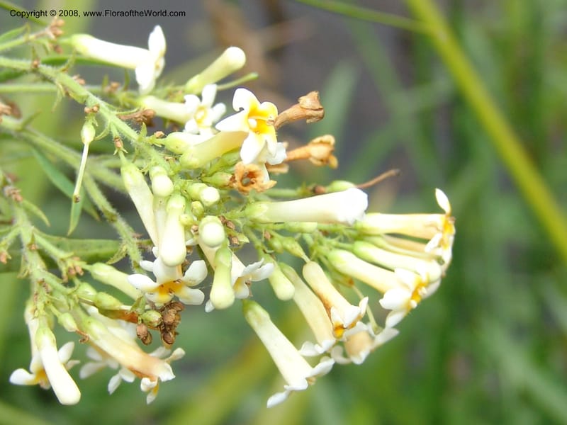 Freylinia lanceolata--So. Africa. Lowveld Nat. Bot. Gard. 14 Mch 05. 466.jpg