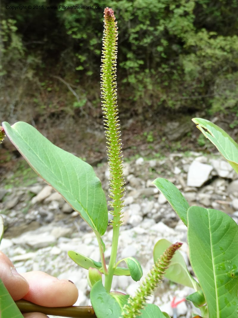 Salix, Boufford, D 43739--China. Sichuan. XinZhaZi Gou. 14 May 2014. DSC06426 (41).JPG
