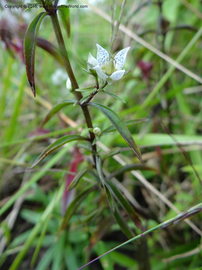Swertia angustifolia, VC 5497--Thailand. Chiang Mai Prov. Doi Inthanon Nat. Park. 8 Nov 2012. DSC07747 (231).JPG