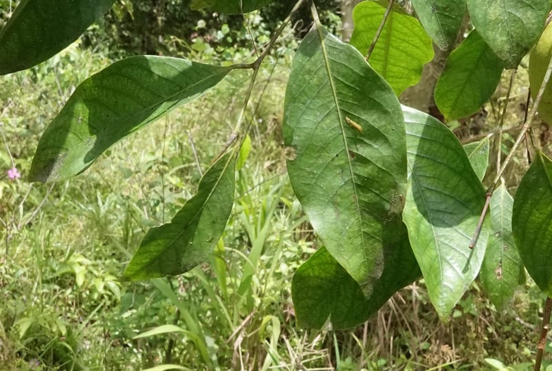 Irvingia gabonensis, C. Davidson 13929--Gabon. Missome Village. 31 Oct 2018. DSC00817 (143).JPG