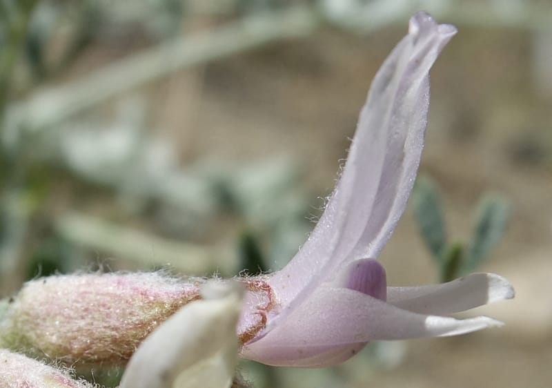 Astragalus purshii, C. Davidson 13582--ID. Idaho Co. Salmon R. Rd. E of Riggins. 24 May 2017. DSC00708. JPG (228).JPG