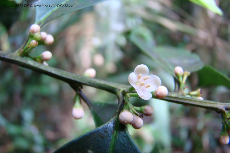 Ilex, Regalado 1765--Viet Nam. Thua Thien Hue Prov. Phu Loc Distr. Bach Ma. 13Apr 09. 631.jpg