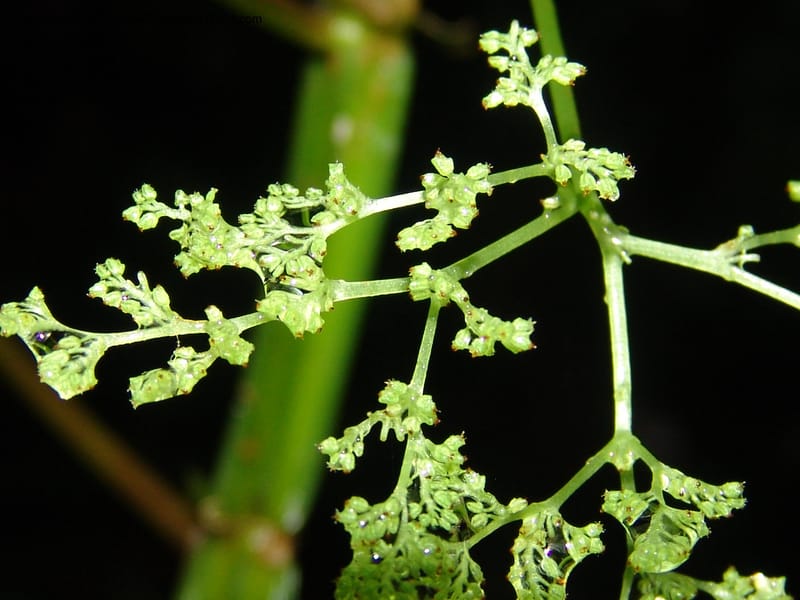 Pilea selbyanorum, Croat 96218--Ecuador. Centro Cientifico Rio Palenque. 22 Mar 06. 031 (4).jpg