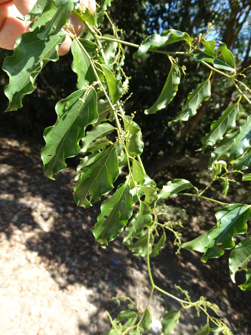 Ventilago, Bruy, D 114--New Caledonia. Tina. 10 Nov 2015. DSC00610 (163).JPG