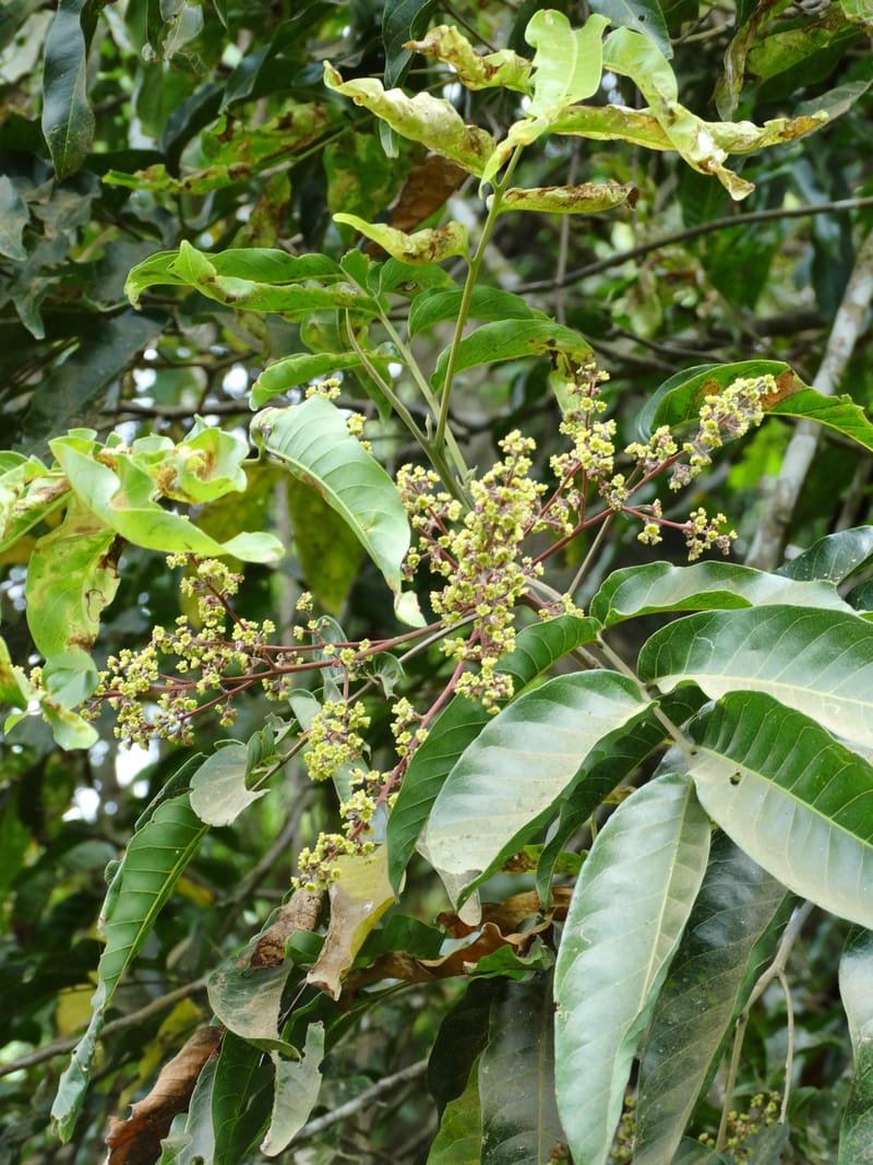 Alectryon, Munzinger, J 7386--Fiji. Along Hibiscus Hwy. 7 Nov 2015. DSC00180 (1).JPG