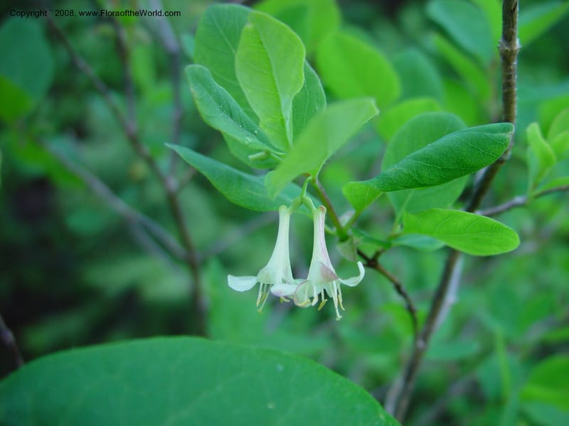 Lonicera utahensis--ID. Valley Co. N. Fk. Payette River. 12 Jun 03. 058.jpg