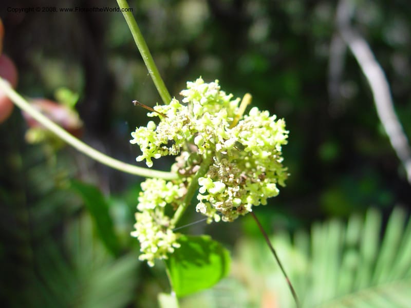 Hippocratea volubilis--FL. Fairchild Tropical Gard. 7 Apr 03. 342.jpg