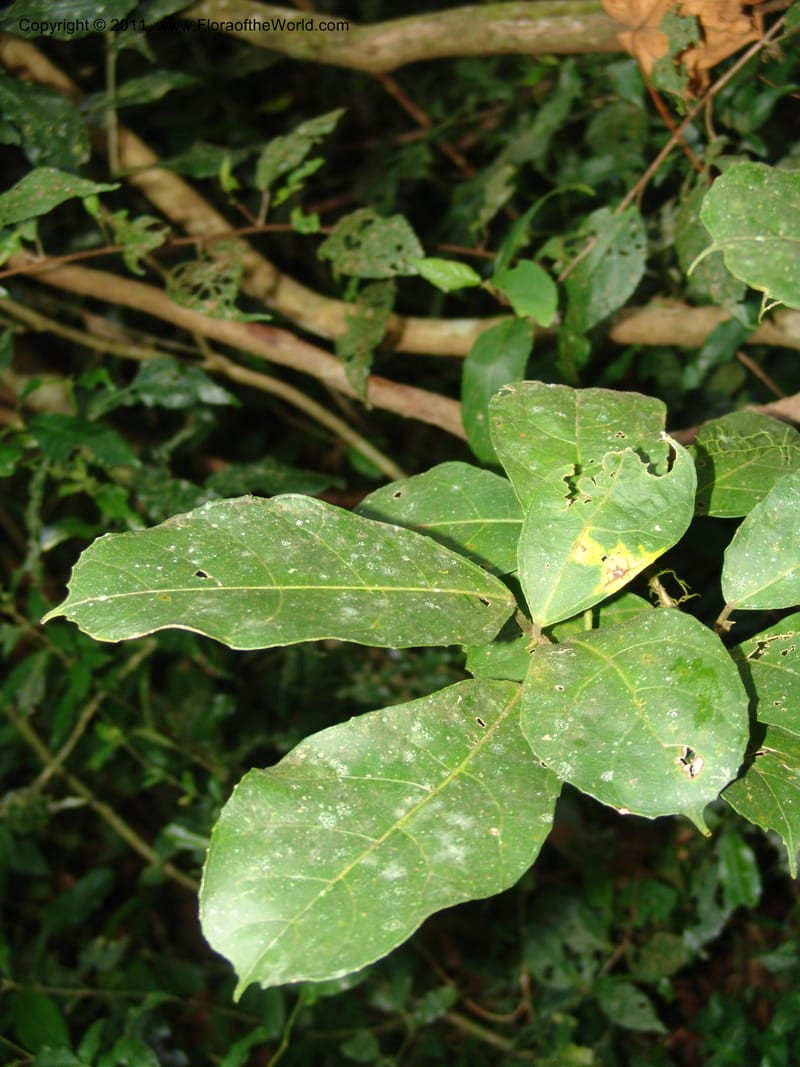 Ficus, ROR1587--Madag. Parc Nat. Montagne d'Ambre. 11 Nov 06. 160.jpg