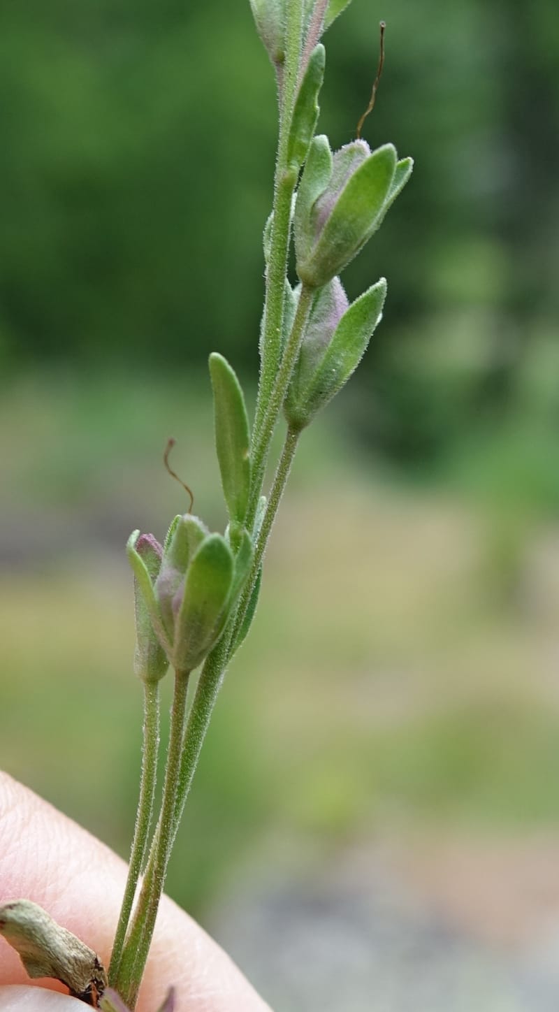 Veronica fruticans, Davidson, C 13254--Switzerland. Oberwald. Chapel St. Nikolas. 2 Jul 2016. DSC07728 (514).JPG