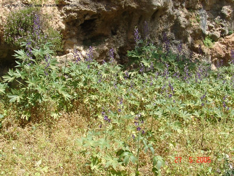 Delphinium staphisagria--Crete. Samaria Gorge. 27 May 05.   136.jpg