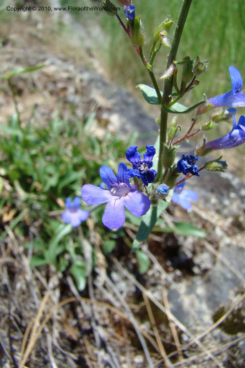 Penstemon albertinus, C. Davidson 11367--Idaho. Idaho Co. Salmon River. Polly Bemis Ranch. 27 May 2009. 188.jpg