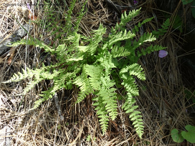 Woodsia scopulina, Davidson, C 12843--Idaho. Valley County. Sylvan Beach. 15 Jun 2015.  (56).JPG