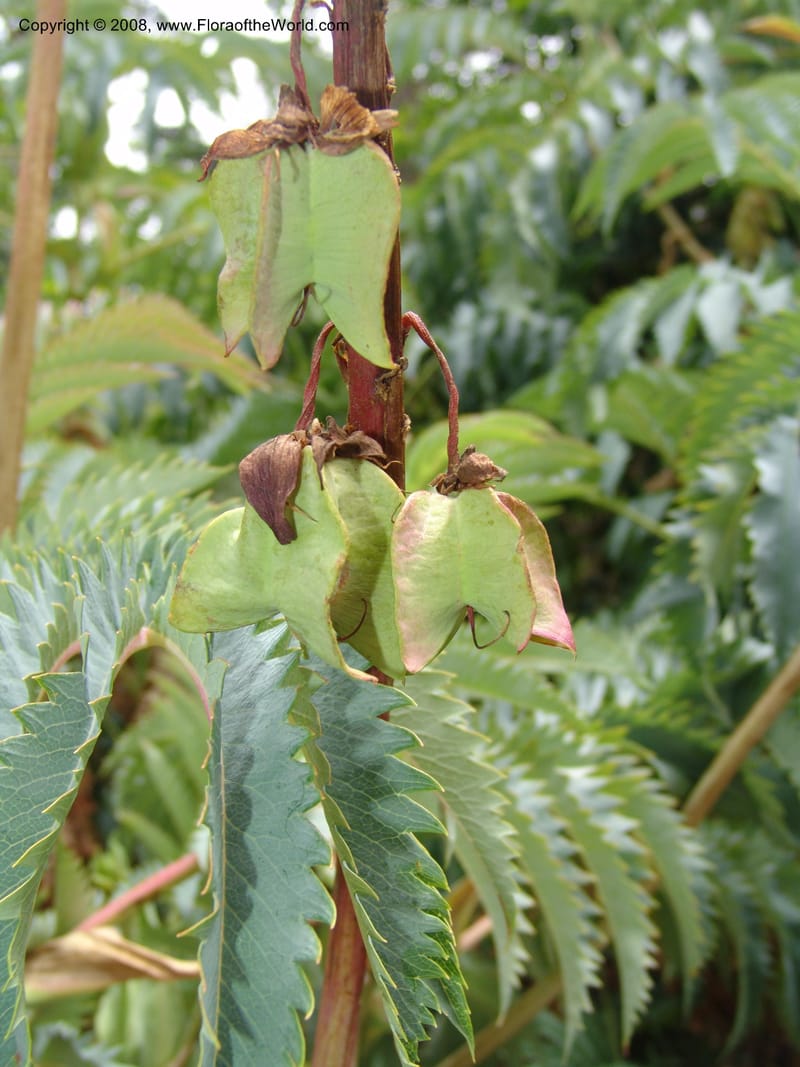Melianthus--CA. San Francisco Arbor. 3 Jul 07. 264.jpg