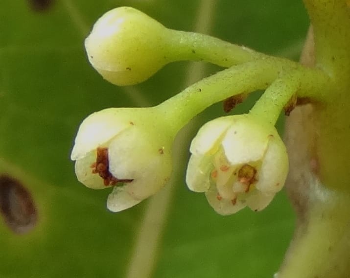 Endiandra monticola, Munzinger, J 7345--Fiji. Delaikoro Mtn. 3 Nov 2015. DSC08393 (354).JPG