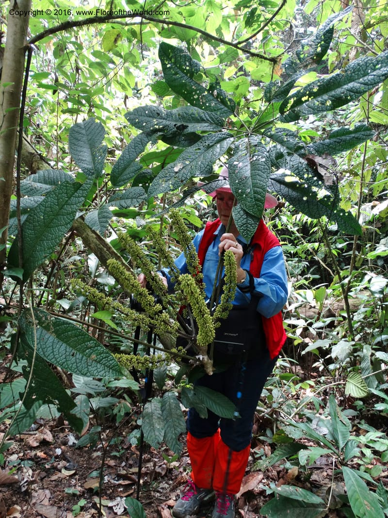 Schefflera, Davidson, C 12674--Sabah. Danum Valley. 4 Oct 2014. DSC01741 (194).JPG