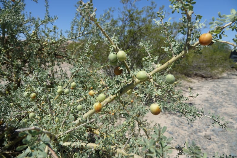 Geoffroea decorticans, Fortunato 13124--Argentina. W of Bellavista. 6 Feb 2018. DSC08696 (184).JPG